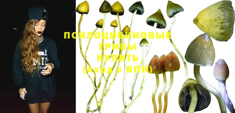 как найти закладки  Горно-Алтайск  hydra онион  Псилоцибиновые грибы Psilocybine cubensis 